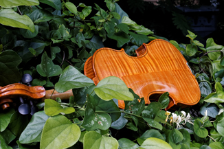 Hidden Treasure in the Woods
